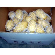 China Shandong 2014 Neue frische Kartoffel